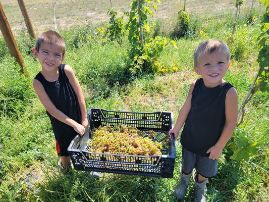 The Michaud children helping with the annual grape harvest